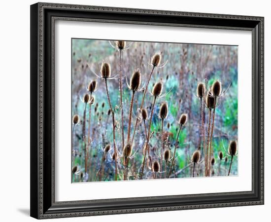 Common Teasel Seed Pods, Imnaha River Canyon, Oregon, USA-William Sutton-Framed Photographic Print