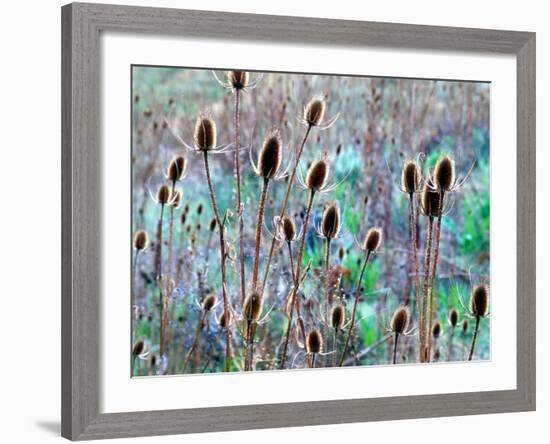 Common Teasel Seed Pods, Imnaha River Canyon, Oregon, USA-William Sutton-Framed Photographic Print