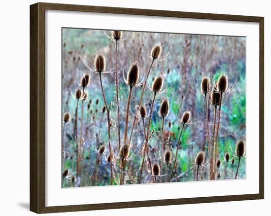 Common Teasel Seed Pods, Imnaha River Canyon, Oregon, USA-William Sutton-Framed Photographic Print