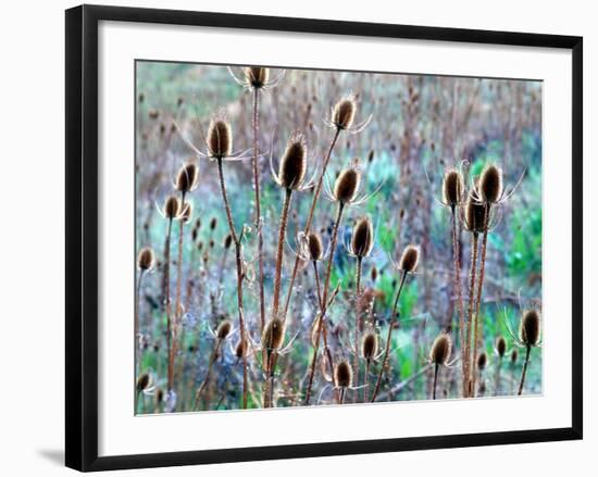 Common Teasel Seed Pods, Imnaha River Canyon, Oregon, USA-William Sutton-Framed Photographic Print