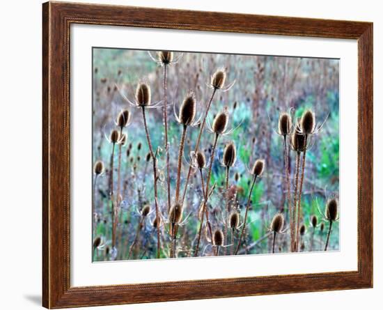 Common Teasel Seed Pods, Imnaha River Canyon, Oregon, USA-William Sutton-Framed Photographic Print