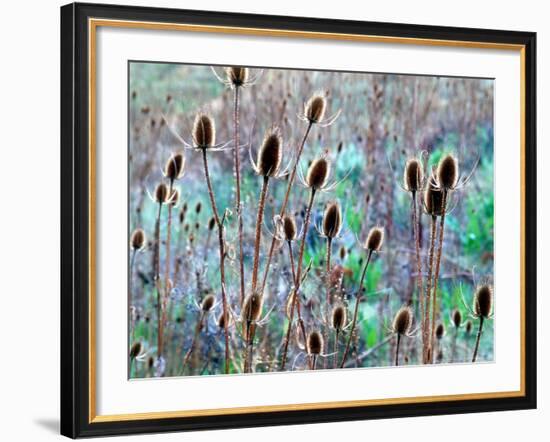 Common Teasel Seed Pods, Imnaha River Canyon, Oregon, USA-William Sutton-Framed Photographic Print