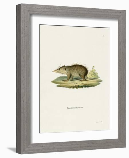 Common Tenrec-null-Framed Giclee Print