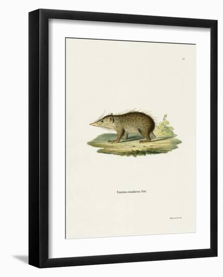 Common Tenrec-null-Framed Giclee Print
