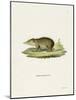 Common Tenrec-null-Mounted Giclee Print