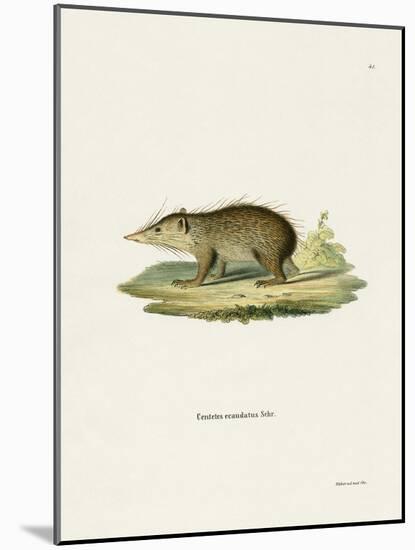 Common Tenrec-null-Mounted Giclee Print