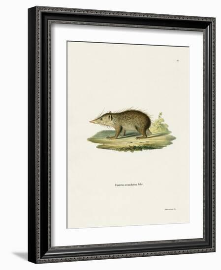 Common Tenrec-null-Framed Giclee Print