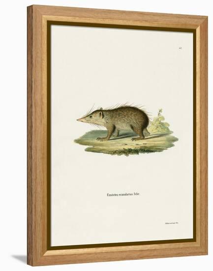 Common Tenrec-null-Framed Premier Image Canvas