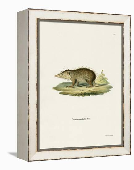 Common Tenrec-null-Framed Premier Image Canvas