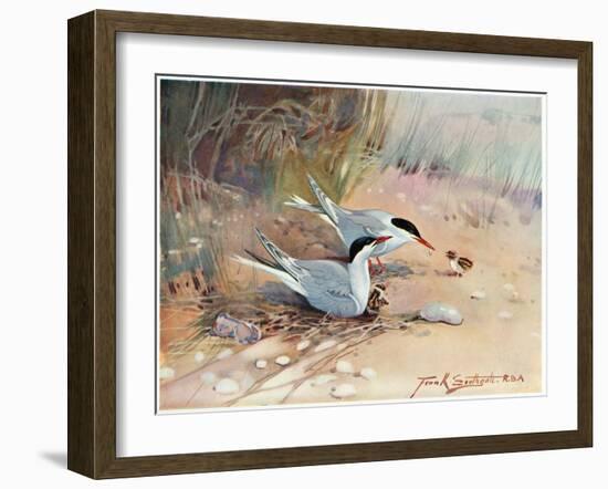 Common Tern, Illustration from 'Wildfowl and Waders'-Frank Southgate-Framed Giclee Print