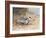 Common Tern, Illustration from 'Wildfowl and Waders'-Frank Southgate-Framed Giclee Print