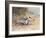 Common Tern, Illustration from 'Wildfowl and Waders'-Frank Southgate-Framed Giclee Print