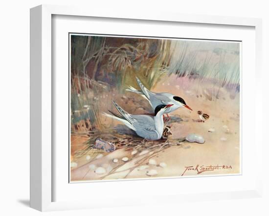 Common Tern, Illustration from 'Wildfowl and Waders'-Frank Southgate-Framed Giclee Print