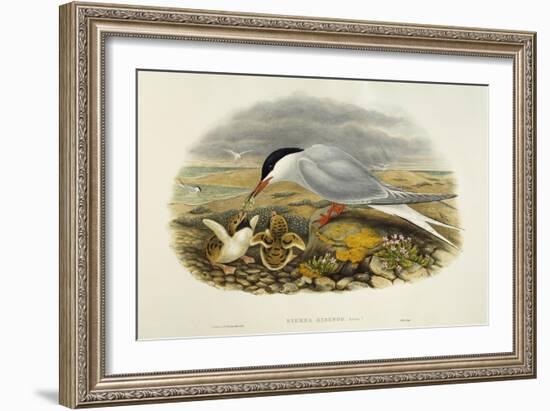 Common Tern (Sterna Hirundo)-John Gould-Framed Giclee Print