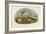 Common Tern (Sterna Hirundo)-John Gould-Framed Giclee Print