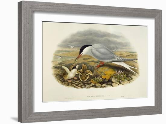 Common Tern (Sterna Hirundo)-John Gould-Framed Giclee Print