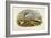 Common Tern (Sterna Hirundo)-John Gould-Framed Giclee Print