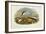 Common Tern (Sterna Hirundo)-John Gould-Framed Giclee Print