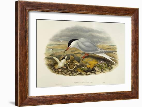 Common Tern (Sterna Hirundo)-John Gould-Framed Giclee Print