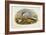 Common Tern (Sterna Hirundo)-John Gould-Framed Giclee Print