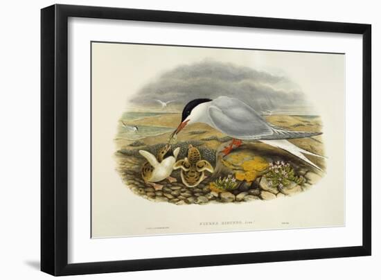 Common Tern (Sterna Hirundo)-John Gould-Framed Giclee Print