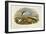 Common Tern (Sterna Hirundo)-John Gould-Framed Giclee Print