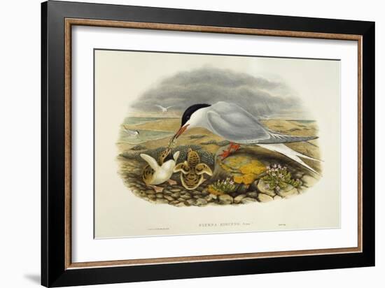 Common Tern (Sterna Hirundo)-John Gould-Framed Giclee Print