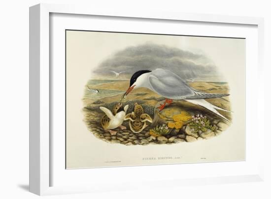 Common Tern (Sterna Hirundo)-John Gould-Framed Giclee Print