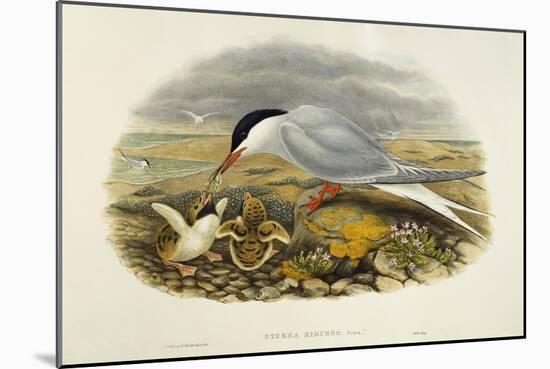 Common Tern (Sterna Hirundo)-John Gould-Mounted Giclee Print