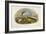 Common Tern (Sterna Hirundo)-John Gould-Framed Giclee Print