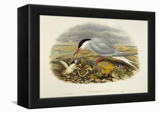 Common Tern (Sterna Hirundo)-John Gould-Framed Premier Image Canvas