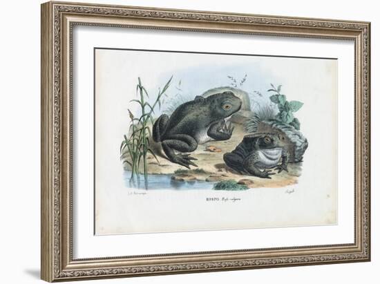 Common Toad, 1863-79-Raimundo Petraroja-Framed Giclee Print