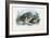 Common Toad, 1863-79-Raimundo Petraroja-Framed Giclee Print