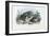 Common Toad, 1863-79-Raimundo Petraroja-Framed Giclee Print