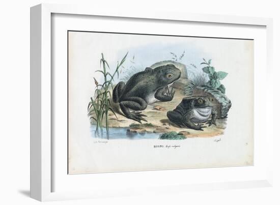 Common Toad, 1863-79-Raimundo Petraroja-Framed Giclee Print