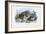 Common Toad, 1863-79-Raimundo Petraroja-Framed Giclee Print