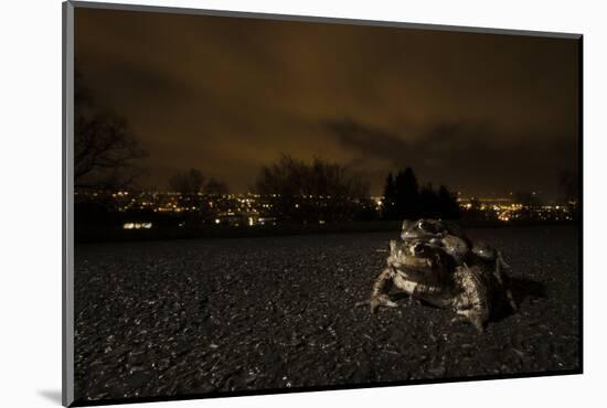 Common Toad (Bufo Bufo) and Common Frog (Rana Temporaria) in Amplexus in Urban Park-Sam Hobson-Mounted Photographic Print