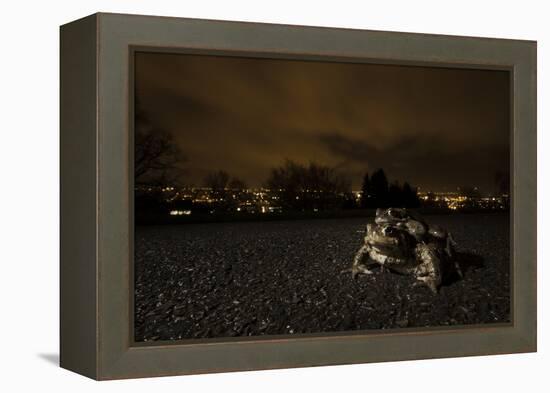 Common Toad (Bufo Bufo) and Common Frog (Rana Temporaria) in Amplexus in Urban Park-Sam Hobson-Framed Premier Image Canvas