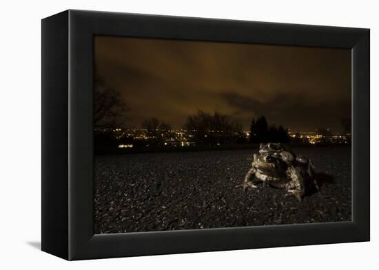 Common Toad (Bufo Bufo) and Common Frog (Rana Temporaria) in Amplexus in Urban Park-Sam Hobson-Framed Premier Image Canvas