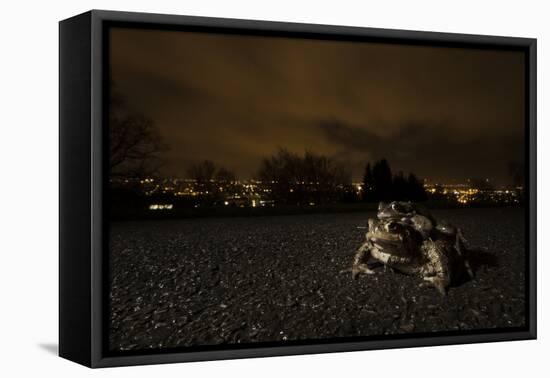 Common Toad (Bufo Bufo) and Common Frog (Rana Temporaria) in Amplexus in Urban Park-Sam Hobson-Framed Premier Image Canvas