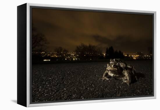 Common Toad (Bufo Bufo) and Common Frog (Rana Temporaria) in Amplexus in Urban Park-Sam Hobson-Framed Premier Image Canvas