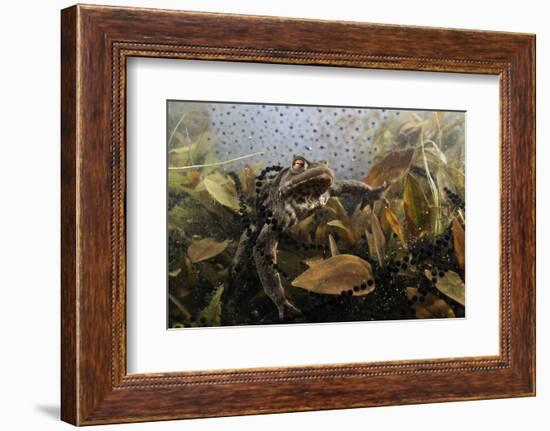 Common Toad (Bufo Bufo) in a Pond, with Toad Spawn and Frogspawn, Coldharbour, Surrey, UK-Linda Pitkin-Framed Photographic Print