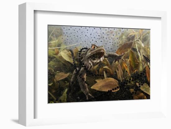 Common Toad (Bufo Bufo) in a Pond, with Toad Spawn and Frogspawn, Coldharbour, Surrey, UK-Linda Pitkin-Framed Photographic Print