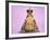 Common Toad 'Frog Prince' Wearing Crown-null-Framed Photographic Print