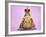 Common Toad 'Frog Prince' Wearing Crown-null-Framed Photographic Print