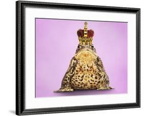 Common Toad 'Frog Prince' Wearing Crown-null-Framed Photographic Print