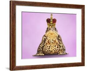 Common Toad 'Frog Prince' Wearing Crown-null-Framed Photographic Print