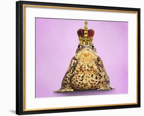 Common Toad 'Frog Prince' Wearing Crown-null-Framed Photographic Print