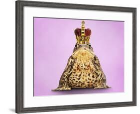 Common Toad 'Frog Prince' Wearing Crown-null-Framed Photographic Print