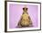 Common Toad 'Frog Prince' Wearing Crown-null-Framed Photographic Print